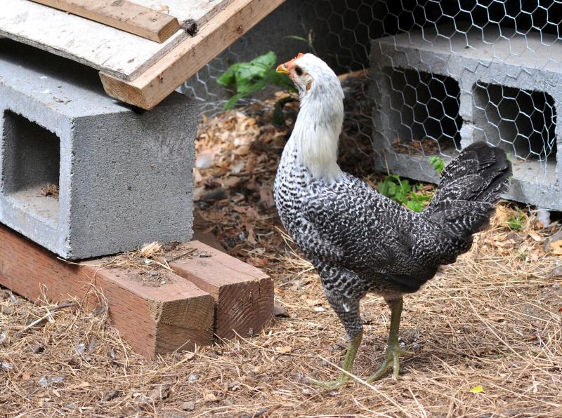 egyptian-fayoumi-chicken-pullet